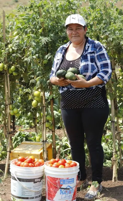 mujer paraguaya cultivando tomates